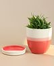 Cheeni Mitti Ceramic Planter with Drainage Plate - Pink-White