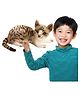 Sanjary Cat Plush Soft Toys for Kids-Height 30 cm -Color & Design May Vary