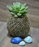 myBageecha Kokedama Moss Ball - Sedum