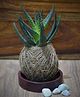 myBageecha Kokedama Moss Ball - Haworthia Longifolia