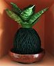 myBageecha Kokedama Moss Ball - Sansievieria Hahnii