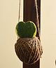 myBageecha Kokedama Moss Ball - Hoya Keri