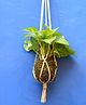myBageecha Kokedama Moss Ball - Hanging Pothos