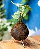 myBageecha Kokedama Moss Ball - Syngonium White Butterfly