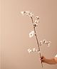 Arte Casa Lucid Vase With Cotton Sticks - Black