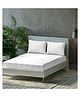 Trance Home Linen Premium Plain Pure Cotton Double King Fitted Bedsheet with 2 Pillow Cover 78 x 72 Inch- White