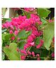 myBageecha Honolulu Creeper Plant