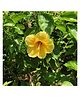 myBageecha Hibiscus Yellow Fellow Plant