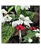 myBageecha Bleeding Heart Vine Plant