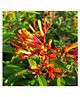 myBageecha Dwarf Mexican Firebush Plant