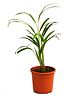 myBageecha Areca Palm