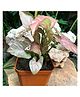 myBageecha Syngonium Pink Allusion Plant