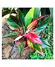 myBageecha Aglaonema Lipstick Plant