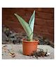 myBageecha Sansevieria Moonshine Plant