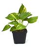 myBageecha Pothos Golden Money Plant