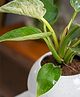 Aravalii Philodendron Birkin In Round Planter - White