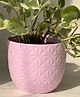 Aravalii Queen Marble Money Plant In Pink Diamond Planter