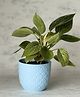 Aravalii Philodendron Birkin In Blue Diamond Planter