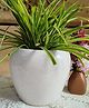 Niyara White Apple Stylish Ceramic Pots for Indoor Plants - White Apple