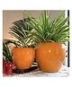 Niyara Combo Stylish Ceramic Pots for Indoor Plants - Mustard Apple Combo