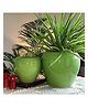 Niyara  Combo Stylish Ceramic Pots for Indoor Plants - Green Apple Combo