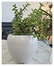 Niyara White Apple Stylish Ceramic Pots for Indoor Plant White Apple
