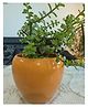Niyara Mustard Stylish Medium Ceramic Pots for Indoor Plants - Mustard Apple