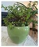 Niyara Small Green Stylish Medium Ceramic Pots for Indoor Plants - Green Apple