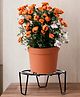 Ecofynd  Flora Plant Stand for Indoor & Outdoor Pot - Pack of 5