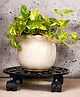 Ecofynd, Spinx Round Metal Plant Stand for Indoor & Outdoor Pots