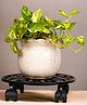 Ecofynd Rolla Round Metal Plant Stand for Indoor & Outdoor Pots