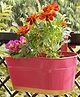 Ecofynd Oval Aurelia Hanging Plant Pots