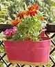 Ecofynd Oval Aurelia Hanging Plant Pots