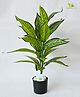 Blooming Floret Artificial White Iceton Croton Indoor Plant