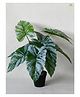 Blooming Floret Artificial Caladium Plant