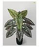 Blooming Floret Artificial Caladium Plant
