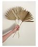 Vanchai Natural Palm Leaf