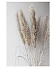 Vanchai Grey Pampas Grass