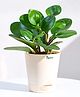 Ugaoo Peperomia Green Natural live Indoor Plant with Ivory Self Watering Pot