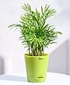 Ugaoo Air Purifying Bamboo Palm Live Indoor Plant with Light Green Self Watering Pot