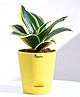 Ugaoo Sansevieria Golden Hahnii Snake Live Indoor Plant with Ivory Self Watering Pot