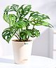 Ugaoo Philodendron Broken Heart (Monstera Adansonii) Live Indoor Plant with Ivory Self Watering Pot