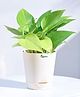 Ugaoo Good Luck Money Plant Golden Pothos Live Indoor Plant with Ivory Self Watering Pot