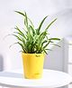 Ugaoo Chlorophytum Spider Live Indoor Plant with Yellow Self Watering Pot