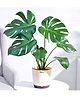 Ugaoo Monstera Deliciosa Live Indoor Plant with Ivory Self Watering Pot