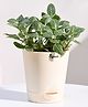 Ugaoo Fittonia Green (Nerve Plant) Live Indooor Plant with Ivory Self Watering Pot