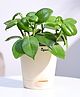 Ugaoo Peperomia Green Creeper Live Indoor Succulent Plant with Ivory Self Watering Pot