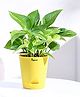 Ugaoo Good Luck Money Plant Variegated Live Indoor Plant with Ivory Self Watering Pot