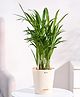 Ugaoo Air Purifier Areca Palm Natural Live Indoor Plant with Ivory Self Watering Pot