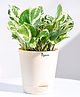 Ugaoo Good Luck Money Plant N'Joy Live Indoor Plant with Ivory Self Watering Pot